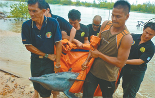 Dept rescues dolphin